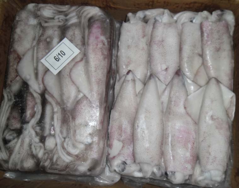 frozen-squid-fish-1507868677-3393567